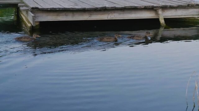 Footage of two ducks swimming in calm water near a wooden pier or dock. Reeds and reflections are visible in the tranquil river setting on the Ros River in Ukraine.