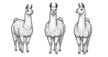Obraz premium Detailed black and white llama illustrations in three poses