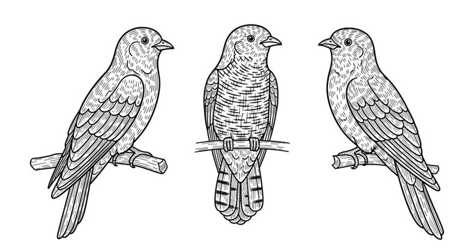 Vintage engraving of three birds on branches in black and white