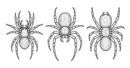 Detailed black and white ink drawings of three spiders with distinctive patterns