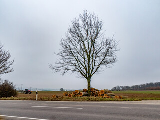 Kahler einzel stehender Obstbaum im Winter