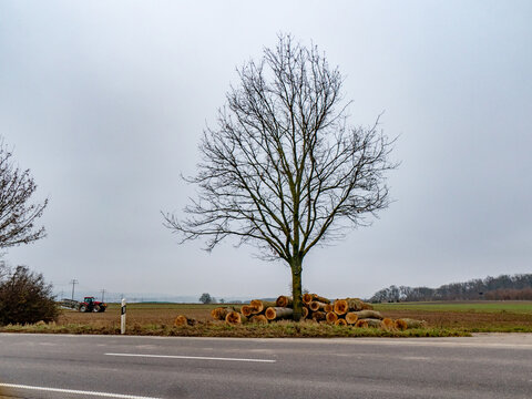 Kahler einzel stehender Obstbaum im Winter