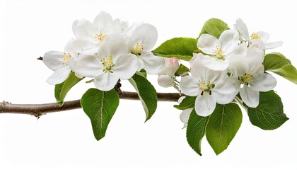 Apple Tree Branch With White Delicate Flowers Isolated On Transparent Background