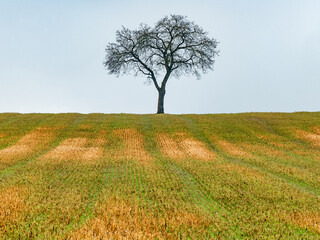 Kahler einzel stehender Obstbaum im Winter