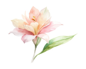 Obraz premium Watercolor Alpinia Flower Art, Soft Exotic Botanical Painting, vector illustration 