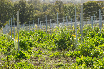 New grape vine planting, Sussex, England