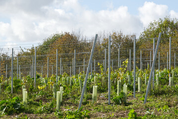 Vineyard pkanting, Sussex, England.