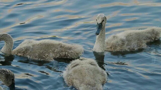 Footage of two fluffy grey mute swan (Cygnus olor) cygnets swimming and foraging in the blue water of the Ros River in Ukraine on a sunny day. Natural wildlife scene featuring young waterbirds in thei