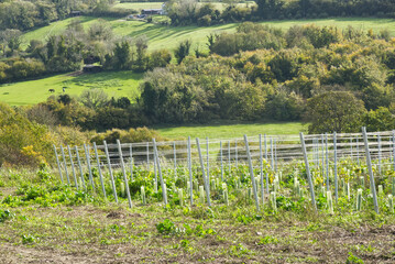 South Downs Countryaide, Sussex, England