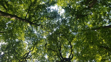 Fototapeta premium Low angle view of lush green forest canopy with sunlight filtering through tree branches