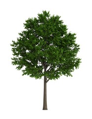 A fully grown deciduous tree is captured, its green leaves and brown trunk against a plain white background