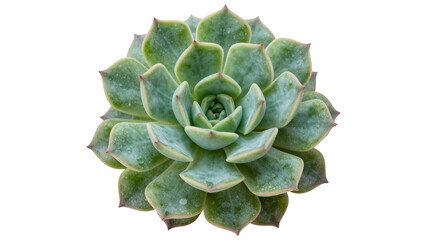 Echeveria succulent plant rosette shape green and blue leaves with water droplets isolated transparent