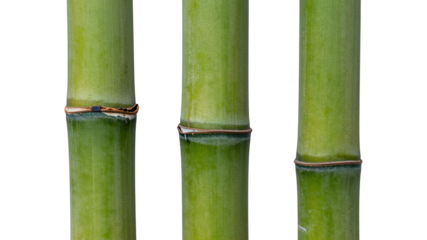Three vertical green bamboo stalks on a transparent background with nodes