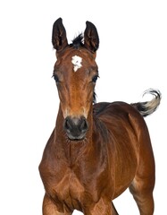 Obraz premium Close-up view of a young horse with brown coat, white marking on its forehead, and a swirled tail, against a white background