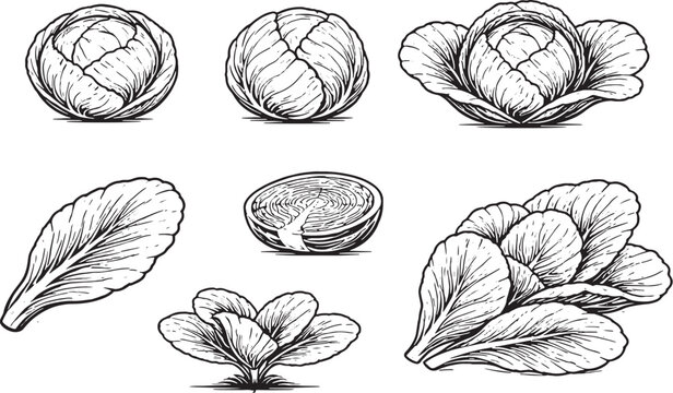 Cabbage Leaf and Plant Icon Set Black and White Botanical Line Art