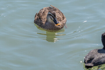 水面を穏やかに泳ぐカルガモの野鳥と広がる波紋