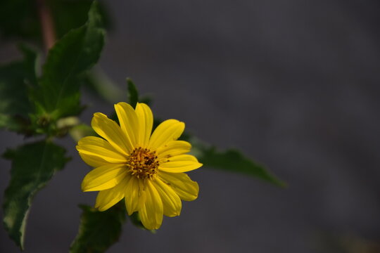 golden daysi close up with dark background