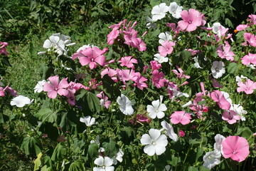 Fototapeta premium Profuse pink and white flowers of Lavatera trimestris in July