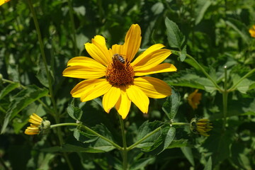 Bee pollinating yellow flower of Heliopsis helianthoides in July