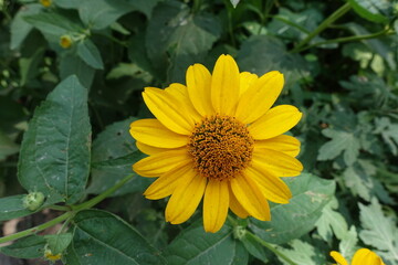 Close view of one yellow flower of Heliopsis helianthoides in July