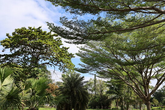 Various types of trees and the sky in the park. A view from the ground through branches of trees such as Ivory Coast almond or Black Afara, Tropical Almond or Indian Almond, Fiji Fan Palm, palm tree
