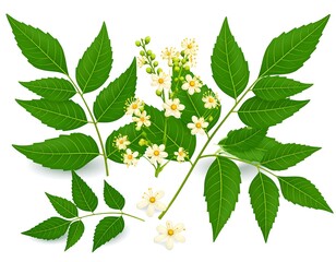 Fototapeta premium Close-up view of vibrant green leaves and delicate white flowers against a plain white background