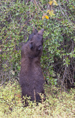 Black Bear Eating Hawthorn Berries in Autumn in Grand Teton National Park Wyoming