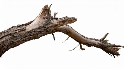 Dead Tree Branches With Cracked Bark Isolated On Transparent Background