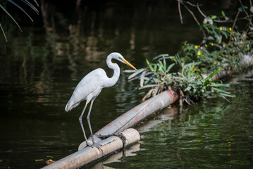 A great egret standing gracefully on a floating pipe over calm water in a natural wetland environment. The white wading bird with a long yellow beak is reflected on the water surface, creating a peace