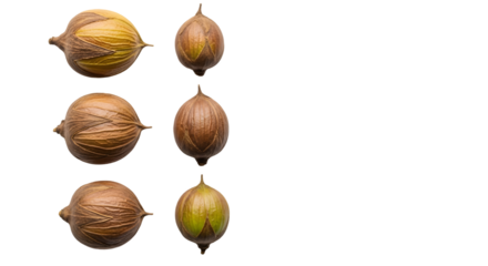 Collection of eight seed pods isolated on transparent background