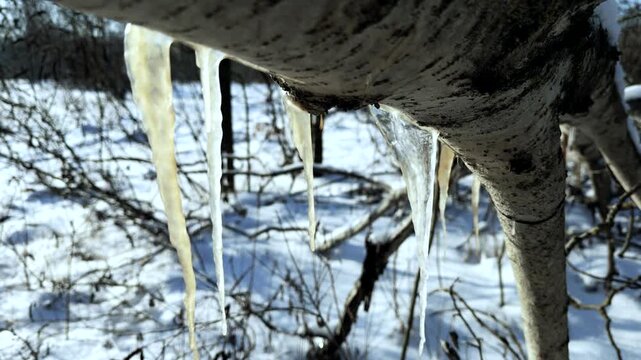 Sharp Icicles Hanging From A Birch Tree Branch In A Sunny Winter Forest