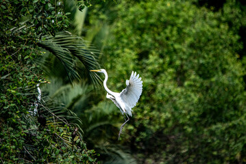 A great egret taking flight with wings fully spread against a lush green tropical background. The white wading bird is captured mid-air, showing graceful movement, elegance, and freedom