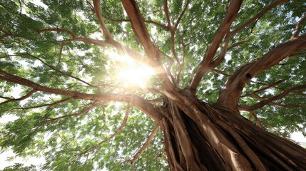 Sunlight streams through the branches and leaves of a mature tree
