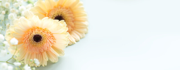 Holiday Banner with Yellow Gerbera Flowers on light blue Background. Concept of floral Design, spring Greeting, romantic Gift, and nature Aesthetic for Wedding, Woman's or Mother's Day Celebrations