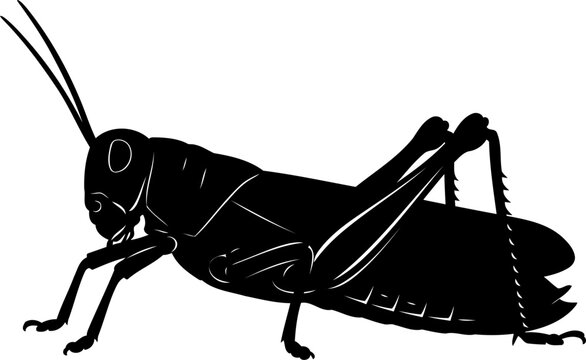Resting locust or grasshopper insect black silhouette in side profile with large hind jumping legs