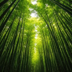 Fototapeta premium A vibrant, peaceful scene showcasing dense green bamboo stalks reaching toward the sky in a calming, natural environment, emphasizing growth and nature ,renewable ,daylight ,serenity