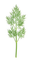 Fototapeta premium A vibrant green sprig of fresh dill weed placed flat and isolated against a clean, brilliant white backdrop, perfect for seasoning or natural medicine ,healthy ,white background ,produce