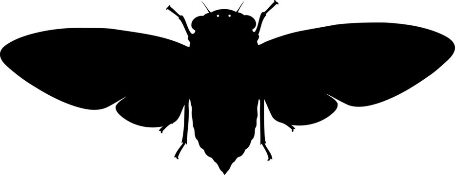 Cicada insect silhouette top view vector illustration for entomology and summer nature projects