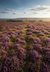 Fototapeta premium Dense purple and green heather covering rolling moorland hills under a bright natural sky, perfect seasonal texture ,upland ,moorland ,hills