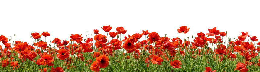 Fototapeta premium Vibrant Red Poppy Field Panorama with White Background
