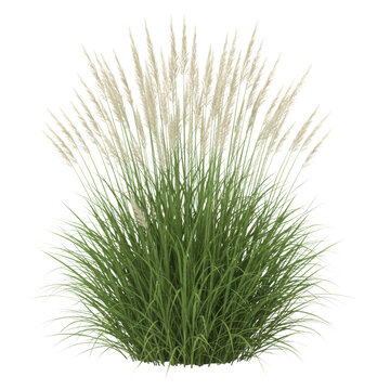 Tall Grass Plant with Plumes Isolated on White Background