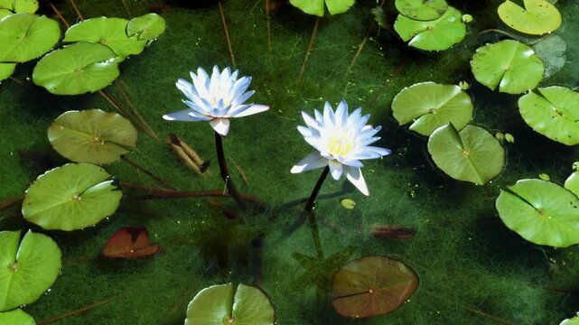 Horizontal Top Down View of a Blooming Blue Lotus Flower in a Serene Mossy Pond with Green Lily Pads and Copy Space