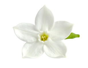 Obraz premium Close-up of a pure white, five-petaled flower with a yellow center against a black backdrop