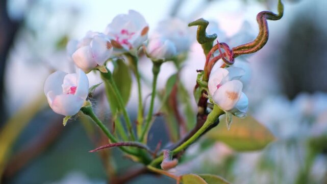 A blooming apple tree flowers swaying in the wind on a blurred background, close-up side view. White and pink petals in blossoming orchard. The problem of pollination. Beauty in nature. 4k footage.