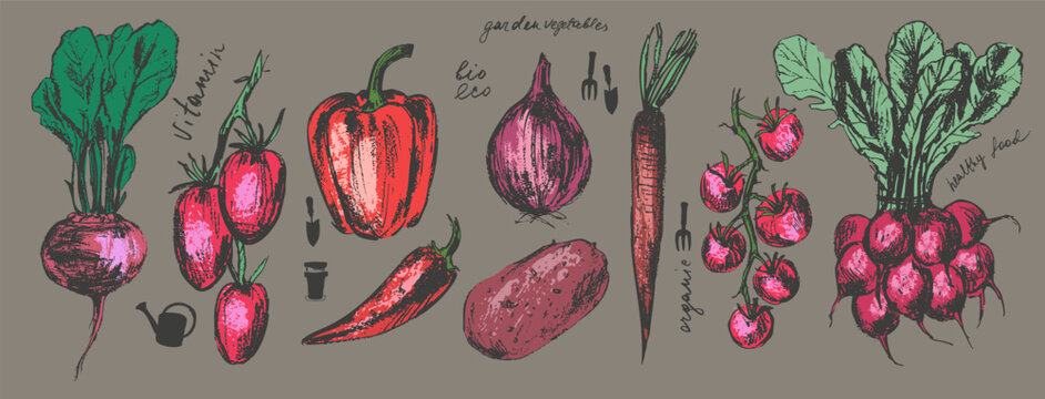 Hand drawn colored ink food illustration set. Red colored vegetables. Beet, tomato, bell pepper, chili, potato, radish, carrot, onion.