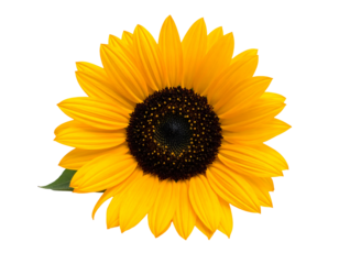 Close-up of a vibrant sunflower with yellow petals and a dark seed head