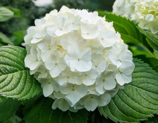 a close up of a beautiful white hydrangea flower with fresh green leaves