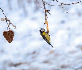 The blue tit catches its claws on a piece of bacon hanging on a branch and eats it. Winter background with feeding blue tit.