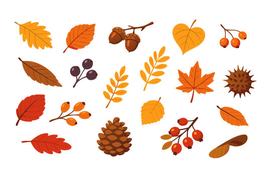 Autumn nature elements set with oak and maple leaves, acorns, pinecone, chestnut burr, berries and samara seeds. Flat vector for fall invites, stickers and harvest decor, isolated on white.