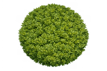 Lush green round bush with dense foliage, topiary plant for landscaping, garden design, and outdoor decor, transparent background
